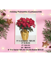 Holiday Poinsettia Plant