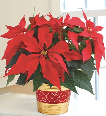 Holiday Poinsettia Plant Holiday Arrangement