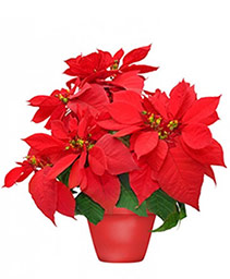 Holiday Poinsettia Blooming Plant