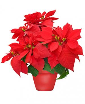 Holiday Poinsettia Blooming Plant