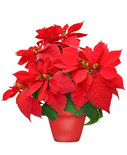 Holiday Poinsettia Blooming Plant