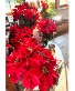 Holiday Poinsettias 