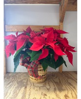 Holiday Pointsettia 