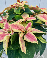 Holiday Pointsettia Plant 