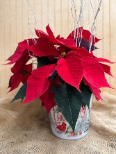 Holiday Pointsettia WOODBURY'S ORIGINAL