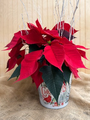 Holiday Pointsettia WOODBURY'S ORIGINAL
