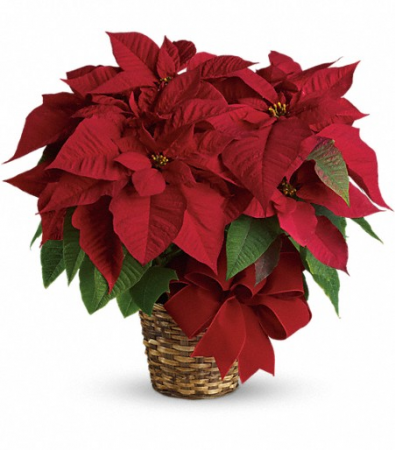           Holiday Red Poinsettia 