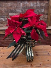 Holiday Red Poinsettia 