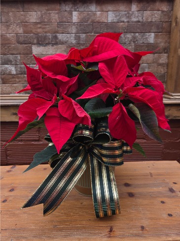 Holiday Red Poinsettia  in Jefferson City, MO | RIVER CITY FLORIST & GIFTS