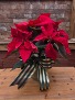 Holiday Red Poinsettia 
