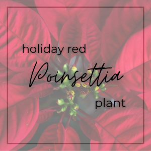 Holiday Red Poinsettia Plant