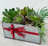 Holiday Succulent Tin 