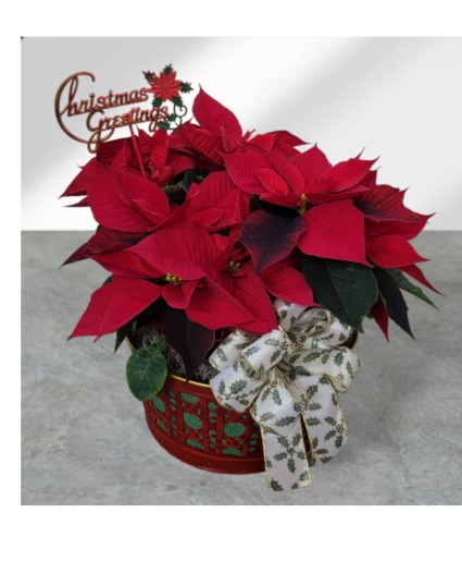 Holiday Time Poinsettias FHF-CP215 Plant