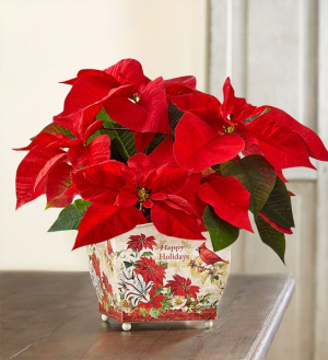 Holiday Traditions Poinsettia 
