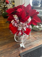 Holiday traditions poinsettia plant