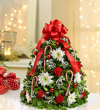 Holiday Tree Boxwood Tree