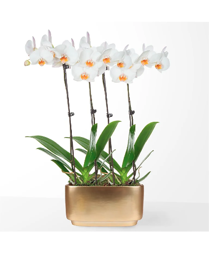 Holiday White Orchid Duo Planter