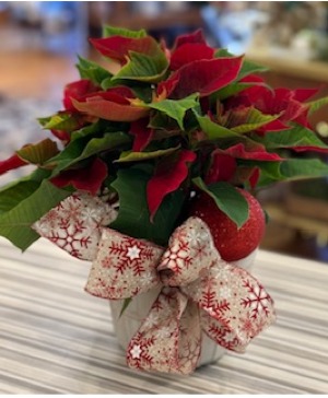 Holly Jolly Poinsettia plant