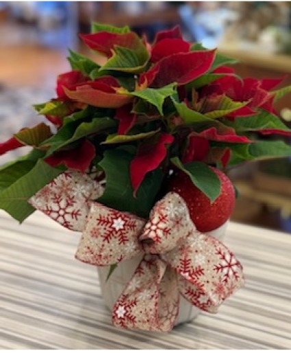Holly Jolly Poinsettia plant