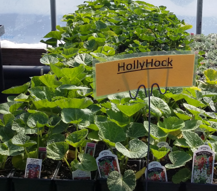 Hollyhock Perennial - Full sun - light shade