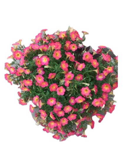 Holy Moly Patio Pot Outdoor Potted Annuals 