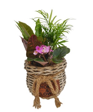 Home and Flowers Plant Basket Plants