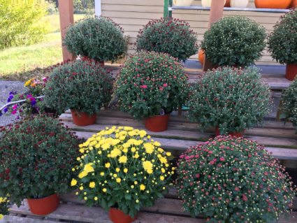 Home Grown MUMs! Fall Greenhouse