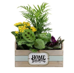 Home Is Where The Heart Is Indoor Tropical PLanter