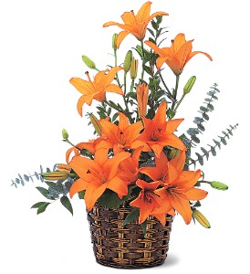 Homegrown Orange Lilies