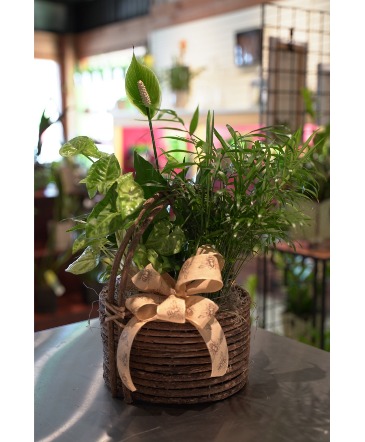 Honey Bee Basket Dishgarden in South Milwaukee, WI | PARKWAY FLORAL INC. Honey Bee Basket Dishgarden in South Milwaukee, WI | PARKWAY FLORAL INC.
