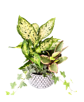 Honey Comb Planter House Plant