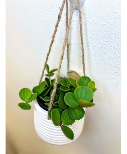 Hope Peperomia in Hanger Plant
