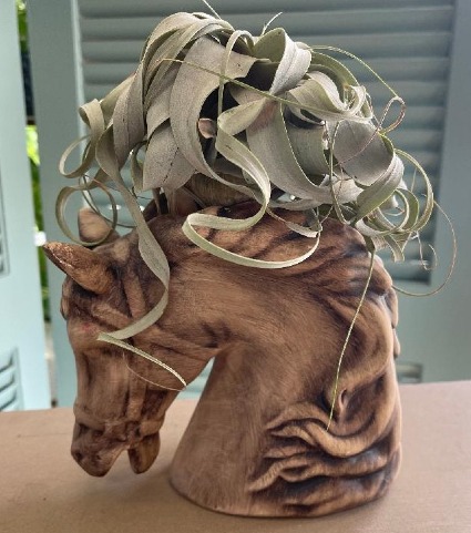 Horse & Air Plant Design Shop Exclusive