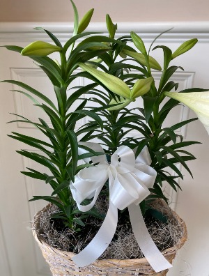 Three Beautiful Easter Lily Plants **HOT DEAL**