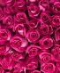Valentine’s Day Roses Hot Pink