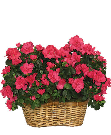 HOT PINK AZALEA BASKET Flowering Plants in Cary, NC | GCG FLOWER & PLANT DESIGN