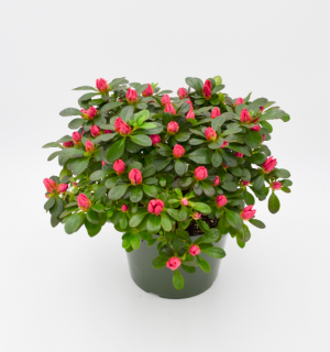 Blooming Azalea Outdoor Flowering Shrub