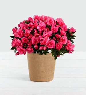 Hot Pink Azalea Plant .WGP1452-N