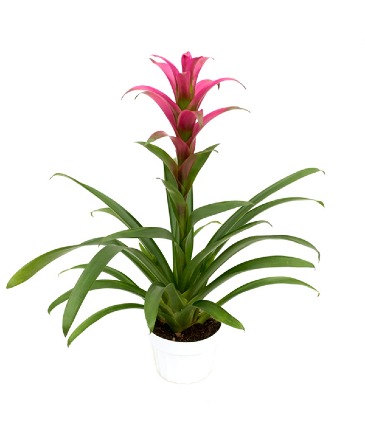 Hot Pink Bromeliad plant in Sulphur, LA | Cabbage Patch Flower & Gifts