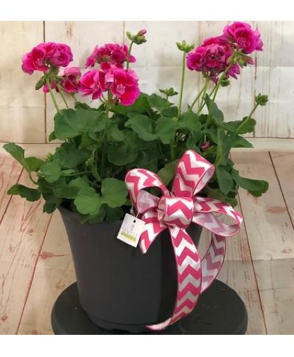 Hot PInk Geranium Blooming pot