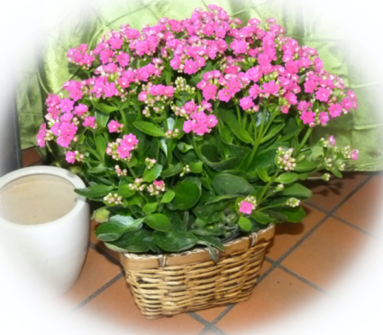 Hot Pink Kalanchoe Blooming Plant
