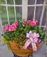  Patio Box Outdoor Blooming Plant