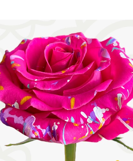 Hot Pink Splash-PRE ORDER WEEK IN ADVANCE Dozen Rose Arrangement