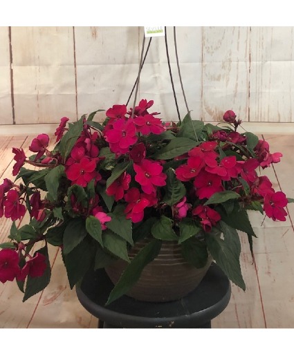 Hot Pink Sunpatiens Hanging Basket