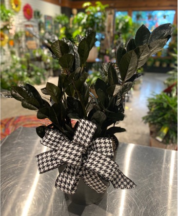 Houndstooth Raven ZZ Designer Plant in South Milwaukee, WI | PARKWAY FLORAL INC.
