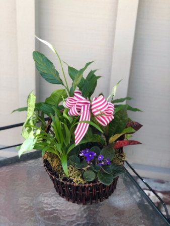 house plants in a basket