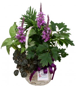 House Plant Basket