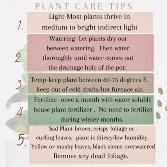 House Plant Care Tips 