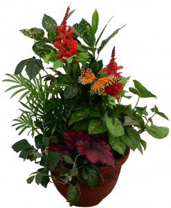 House Plant Planter