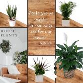House Plants  